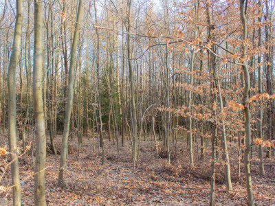 Równy teren leśny 106 ha  Łopuszka Wielka - Łopuszka Wielka  -
Podkarpackie Zdjęcie nr 10