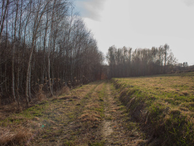 Równy teren leśny 106 ha  Łopuszka Wielka - Łopuszka Wielka  -
Podkarpackie Zdjęcie nr 2