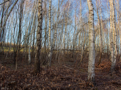 Równy teren leśny 106 ha  Łopuszka Wielka - Łopuszka Wielka  -
Podkarpackie Zdjęcie nr 5