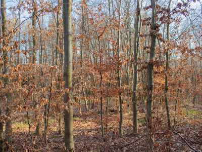 Równy teren leśny 106 ha  Łopuszka Wielka - Łopuszka Wielka  -
Podkarpackie Zdjęcie nr 7
