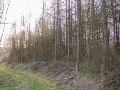 Równy teren leśny 106 ha  Łopuszka Wielka - Łopuszka Wielka  -
Podkarpackie Zdjęcie nr 9