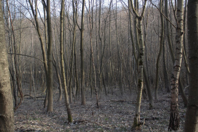 Działka leśna 154 ha w gm Kańczuga UPUL - Łopuszka Wielka  -
Podkarpackie Zdjęcie nr 14