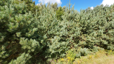 Działka budowlana w miejscowości Słowak w pięknej okolicy -
łódzkie Zdjęcie nr 4