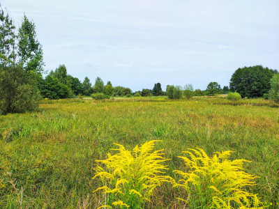 Działka budowlano-rolna 5700m2- Łabędziów gm Morawica - Łabędziów  -
świętokrzyskie Zdjęcie nr 9