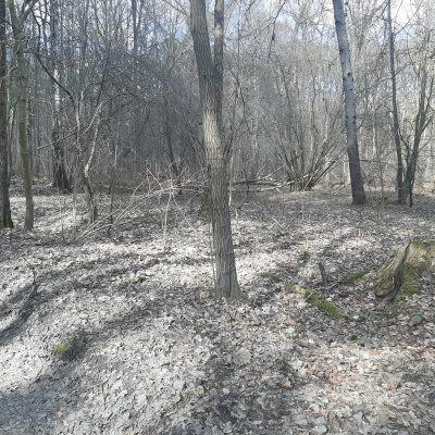 Działka leśna Zgierz Chełmy -
łódzkie Zdjęcie nr 10