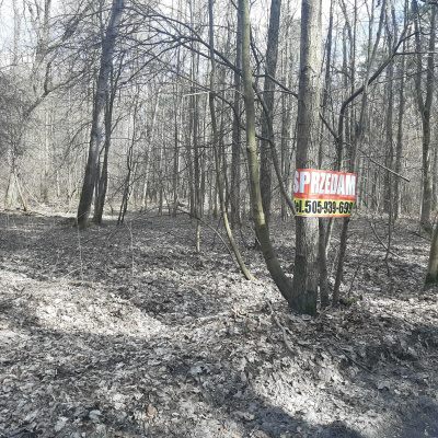Działka leśna Zgierz Chełmy -
łódzkie Zdjęcie nr 4