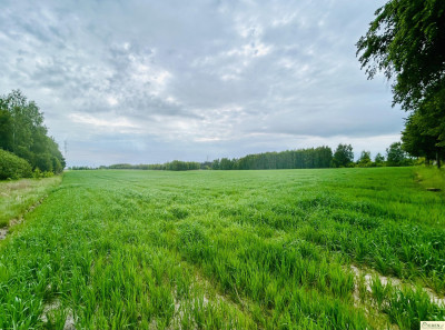 6 działek wydane WZ w Chlewiskach gm Kotuń - Chlewiska  - mazowieckie