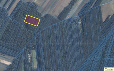 Atrakcyjna działka leśna o powierzchni 177 ha gm Krzywda - Orle Gniazdo  -
lubelskie Zdjęcie nr 4