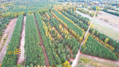 Zalesiona działka nad Firlejem - Stary Antonin  - Lubelskie