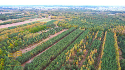 Zalesiona działka nad Firlejem - Stary Antonin  -
Lubelskie Zdjęcie nr 4