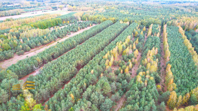 Zalesiona działka nad Firlejem - Stary Antonin  -
Lubelskie Zdjęcie nr 5