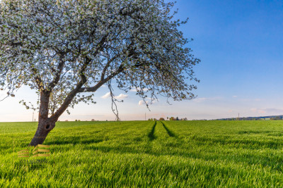 Działka 20 km od Lublina - Piotrkówek  -
Lubelskie Zdjęcie nr 9