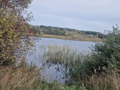 Piękna działka z własnym stawem - sprzedam - Beszyn - 532ha - Beszyn  -
kujawsko-pomorskie Zdjęcie nr 13