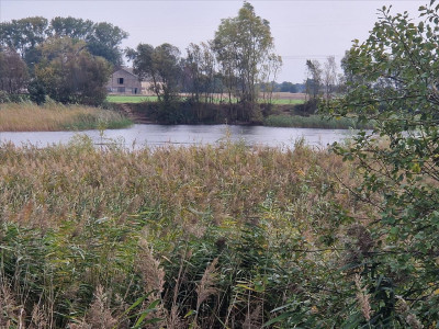 Piękna działka z własnym stawem - sprzedam - Beszyn - 532ha - Beszyn  -
kujawsko-pomorskie Zdjęcie nr 9