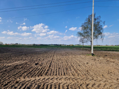 Działka - siedlisko w Arciszewie 205 ha gm Boniewo - Arciszewo  -
kujawsko-pomorskie Zdjęcie nr 4