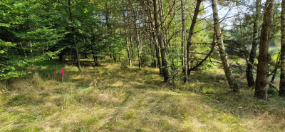 Działka w Lesie z oczkiem wodnym ! Rybaki -
pomorskie Zdjęcie nr 17