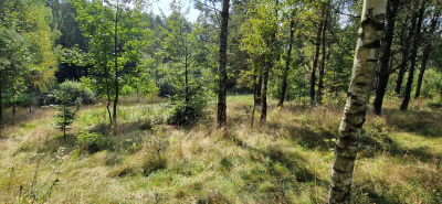 Działka w Lesie z oczkiem wodnym ! Rybaki -
pomorskie Zdjęcie nr 15