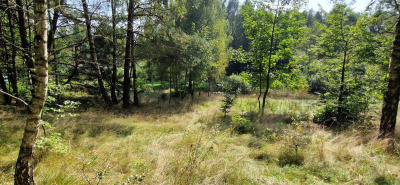 Działka w Lesie z oczkiem wodnym ! Rybaki -
pomorskie Zdjęcie nr 16