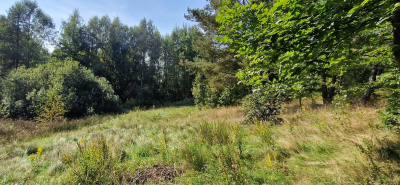 Działka w Lesie z oczkiem wodnym ! Rybaki -
pomorskie Zdjęcie nr 13