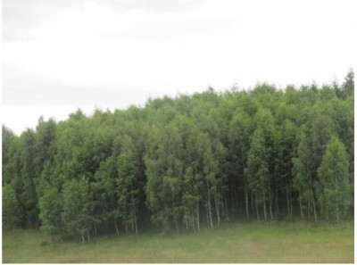 Inwestycyjna Nieruchomość gruntowa w otulinie lasów i jezior na pojezierzu bytowskim - Wołcza Wielka  -
pomorskie Zdjęcie nr 10
