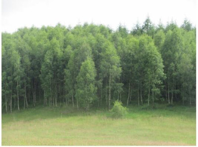 Inwestycyjna Nieruchomość gruntowa w otulinie lasów i jezior na pojezierzu bytowskim - Wołcza Wielka  -
pomorskie Zdjęcie nr 8